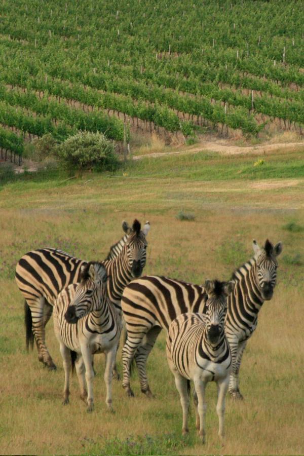 Wildlife Retreat On A Wine-Farm Vila Stellenbosch Exterior foto