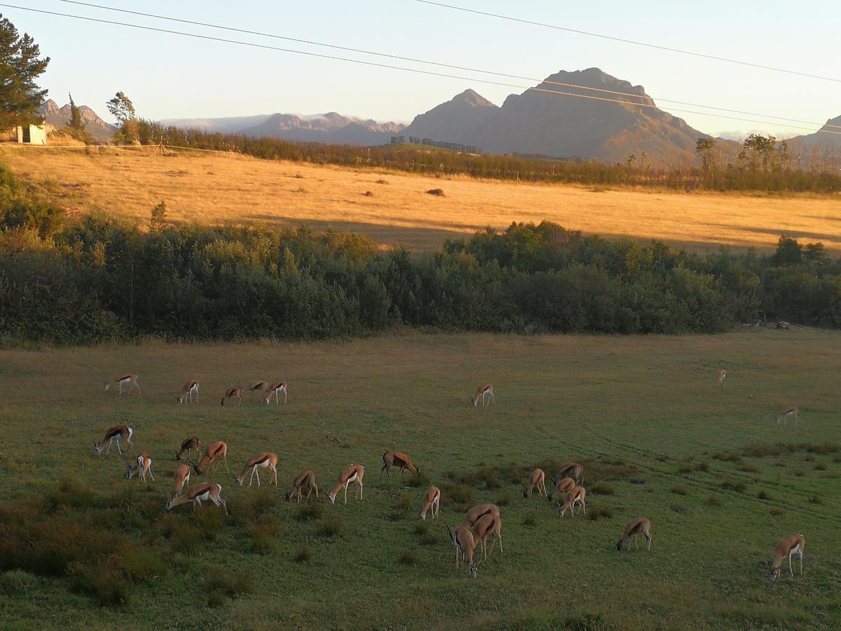 Wildlife Retreat On A Wine-Farm Vila Stellenbosch Exterior foto